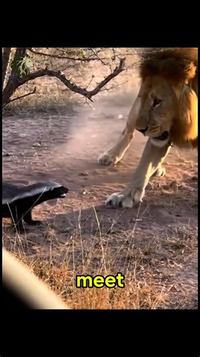 Even Predators Think Twice About This Animal