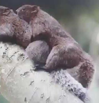 SQUIRREL BEST MATING POSITION. TOO STRONG.