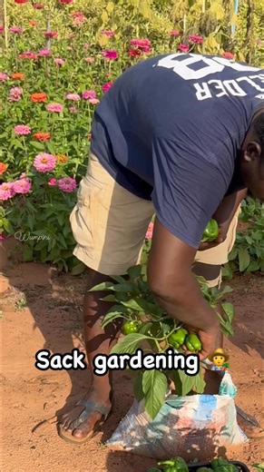 Garden Hack: Grow Vegetables Even with Bad Soil If you're dealing with poor garden soil but still want to grow your own vegetables, don't worry.. there's an easy solution👍 ▪︎ The Sack Gardening Method This technique uses simple sacks or bags to create instant, fertile garden space. 1. Prep the Bags: Purchase some large, durable sacks (like rice , cement or feed bags) create a few small holes in the bottom of each bag for drainage. 2. Find Fertile Soil: Locate a refuse dumping site or borla (in 