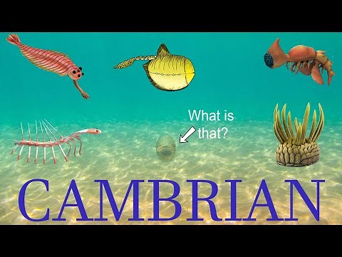 The five Strangest Animals of the Cambrian period