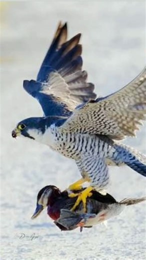 आसमान से आने वाली मौत 🤯 #shorts #viral #facts || Sky’s Deadly Flying Missile! #shorts