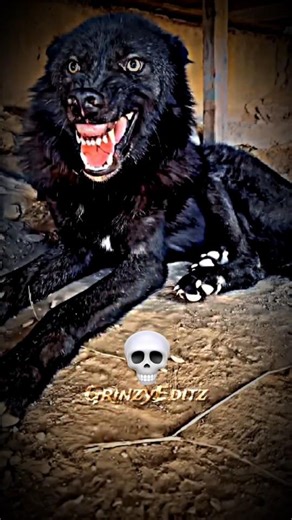 BIG ANIMALS TRANSFORMATION 💀☠️ #trollface #trolling #editing #trending #memes #shocking