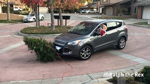 How a T-Rex gets the star on the tree 😂🎄 | Ralph The Rex