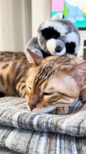 Bima Gato & Raccacoonie Nap Time! 💤🐆 #BengalCat #CatShorts #Shorts