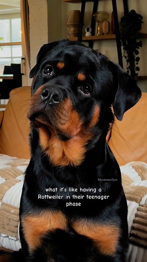 How can you stay mad at that face. #rottweilersoftiktok #rottweilers #cutedogs | MJ Rottweilers