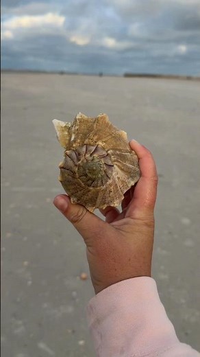 Large lightning whelk found in SW Florida 🐚 #shelling #beach #floridashells #swfl #lightningwhelk