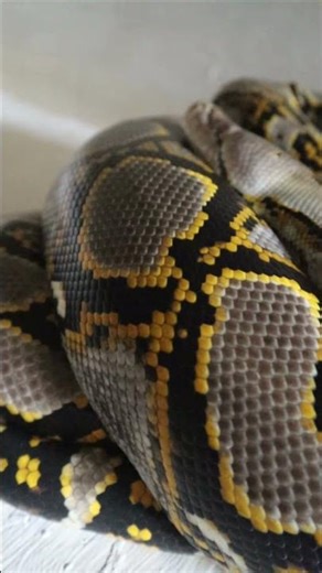 Male Reticulated Python