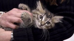 4.7K views · 130 reactions | Whether you’re team dog or team cat, we’re all team adoption! Don’t forget to stop by your local PetSmart store this weekend to find your perfect pick! Learn more about our National Adoption Weekend here: https://www.petsmartcharities.org/campaigns/national-adoption-weekend | PetSmart Charities | Facebook