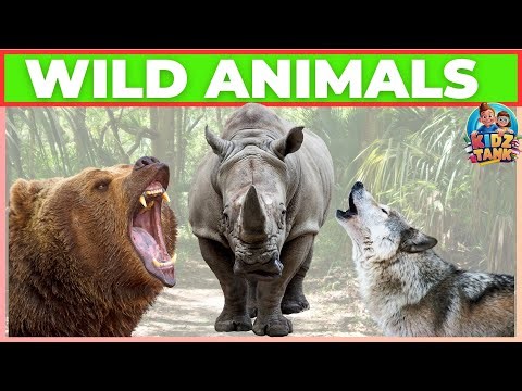 Discover Wind Animals: Sounds and Fun Video