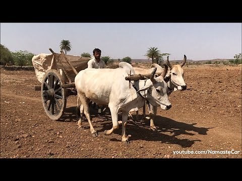 Bullock Cart/Racing 4000 BC | Real-life review