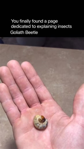 Explaining Insects 🦋 on Instagram: "The Goliath beetle is one of the largest and heaviest insects on Earth. Native to tropical forests in Africa, this colossal beetle can reach up to 11 centimeters in length and weigh over 100 grams in its larval stage—about as much as a small apple. Adults feed on tree sap, fruit, and nectar, while larvae consume decaying wood and vegetation. Known for their incredible strength, Goliath beetles can lift objects more than 80 times their own body weight. Despite