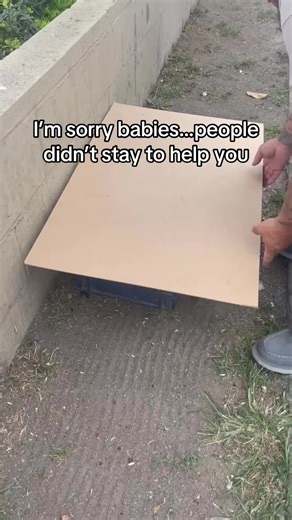 Help Rescue Abandoned Kittens in Need