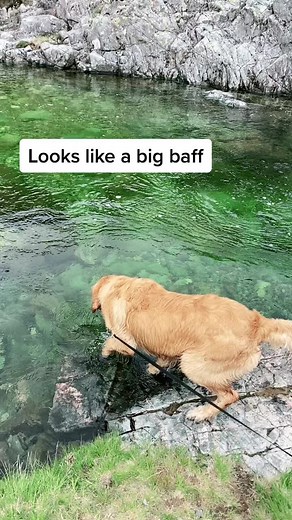 Big Baff: Fun Moments with a Golden Retriever