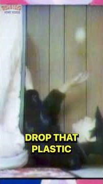 These 90s Video Effects Were Absolutely Genius #AFVClassics #RetroComedy #Nostalgia