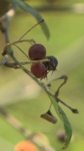 20K views · 140 reactions | What's a serviceberry tree? | WGAL News Channel 8 Susquehanna Valley, Pa. | Facebook