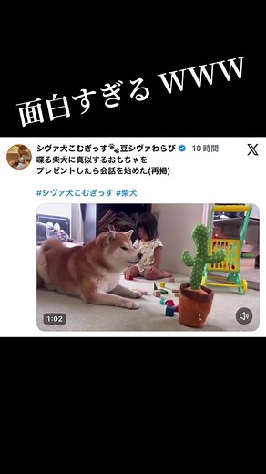 柴犬のおもしろ瞬間：笑えるいたずらと鳴き声集