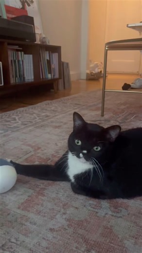Wynn update! In 2023, we took in a kitten named Wynn who was born with severe hydrocephalus. She could barely walk a few steps without falling over. We were told that she would never improve, but after a second opinion and surgery to put a shunt in her brain, Wynn is now adopted, loved, and thriving! Her vet says her life expectancy is 18, and even recommended that she lose a pound! This is why we do what we do. Thank you for all your support! | Black Cat Rescue