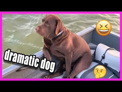 Dogs Being Dramatic Over the Top Dog Reactions You Can’t Miss 2025