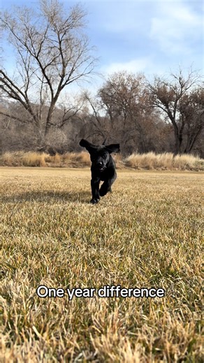 Black Lab Time Lapse: A Year in Review