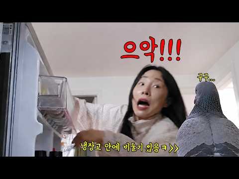 냉장고를 열었는데 극혐하는 비둘기가 있다면?!! 거의기절각ㅋㅋㅋㅋㅋ