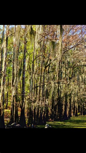 Abel santoy (@abelsantoy)’s videos with Coyote Howling - Wolf Sounds