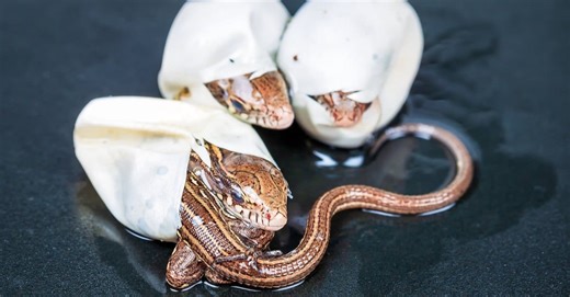 The Mind-Blowing Process That Allows Asexual Creatures to Reproduce