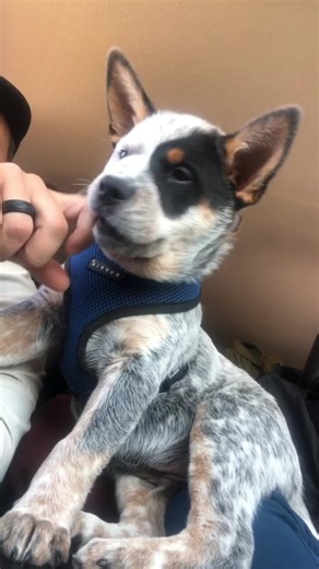 Adorable Clips of Puppy Apollo: A Blue Heeler Delight