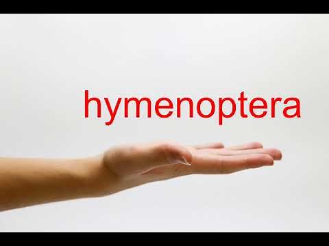 How to Pronounce hymenoptera - American English