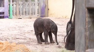 First African elephant born at Disney's Animal Kingdom in seven years