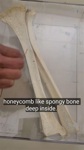Long Bones structure #anatomy #bones