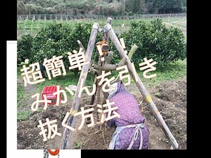 超簡単！みかんの木を引き抜く方法とは チェーンブロックの使い方