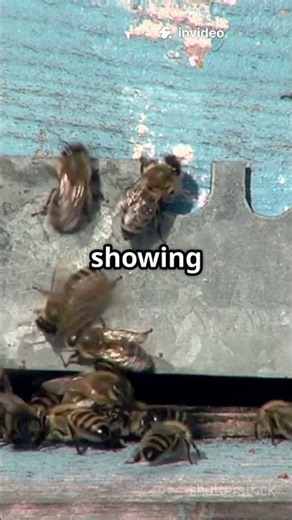 The Secret Behind Bees' Dance Moves!