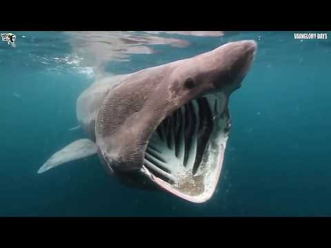 10 Ikan Hiu Terbesar Di Dunia !!! Ada Yang Sebesar Kapal Pesiar