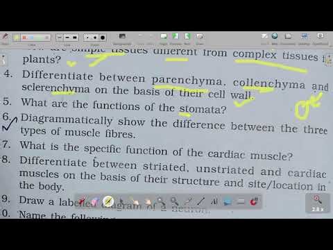 Class 9 Tissues Exercises Solved