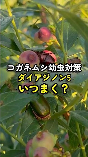 How to Control Japanese Beetle Larvae | When to Apply Diazinon 5? The Best Time