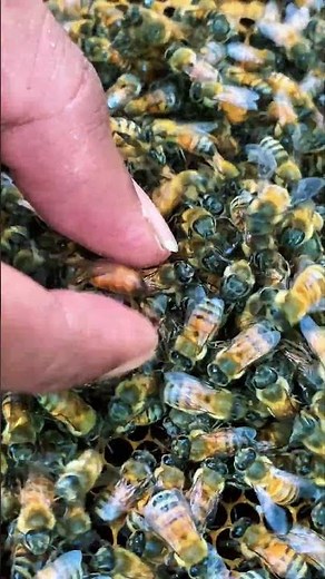 Queen Bee Rescue 🐝 | Safe Catching & Hive Protection #shorts