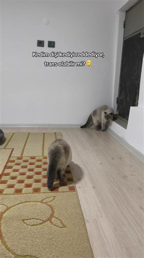Kedim Dişi Kediyi Reddetti: Trans Olabilir mi?🤦