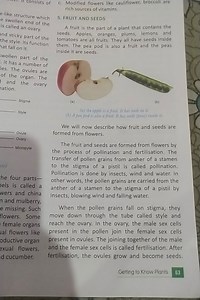 Explain the process of pollination and fertilization in plants,... | Filo