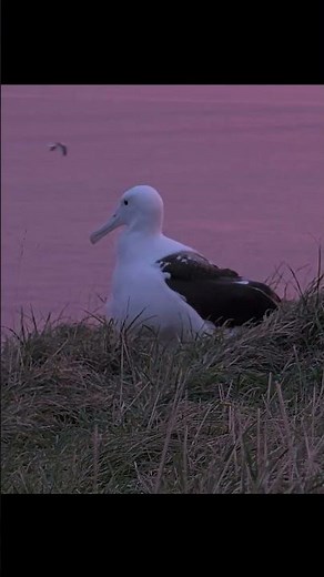 Albatross Chick Exercises Wings During New Zealand Sunrise