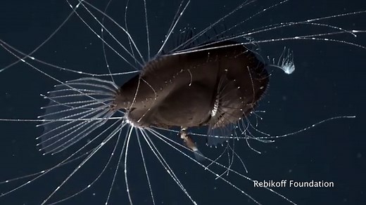 Love at first bite: The bizarre, parasitic mating ritual of the anglerfish caught on video
