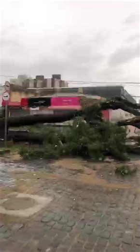 Árvore centenária cai na Avenida Nove de Julho em Ribeirão Preto