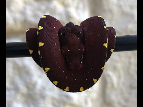 Assist feeding a baby Green Tree Python