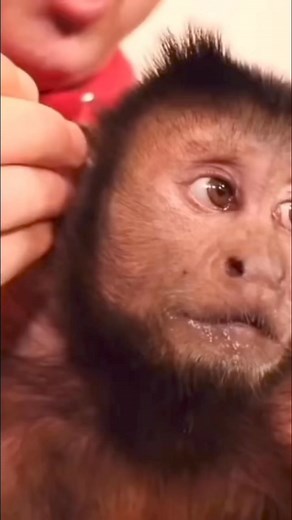 MonkeyBoo relaxed getting ears cleaned #monkey #relaxed #cute #monkeyboo | MonkeyBoo
