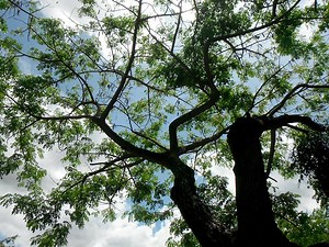 El árbol "samán" - The "rain" tree. — Hive