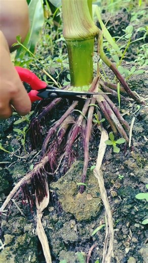 GVH464668 mini rotary tillage and ridging all-in-one corn tree cutting short view #shorts #corn #new