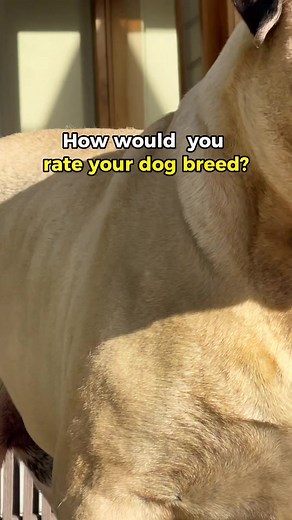 How do you rate your dog - Bullmastiff Edition, lets go show us your favourite dog breed #dogtrends #dogbreeds #bullmastiff