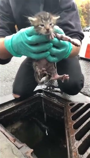 This baby kitten wasn't supposed to live #shorts