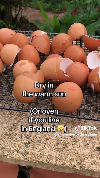 #reducewaste Don’t throw away your egg shells. Add crushed egg shells to your #compost to improve the quality of the growing conditions for your plants #gardening #fyp #foryou #foryoupage