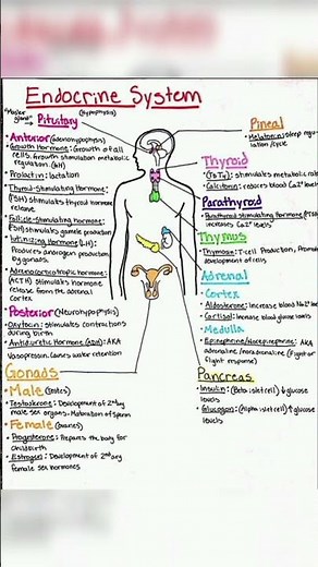 Endocrine system physiology and pharmacology