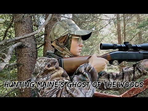 Black Bear Hunting in Northern Maine Woods | Week One | 2023